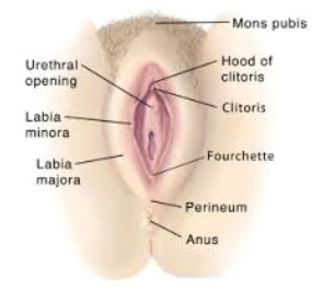 Female Genitalia Anatomy image